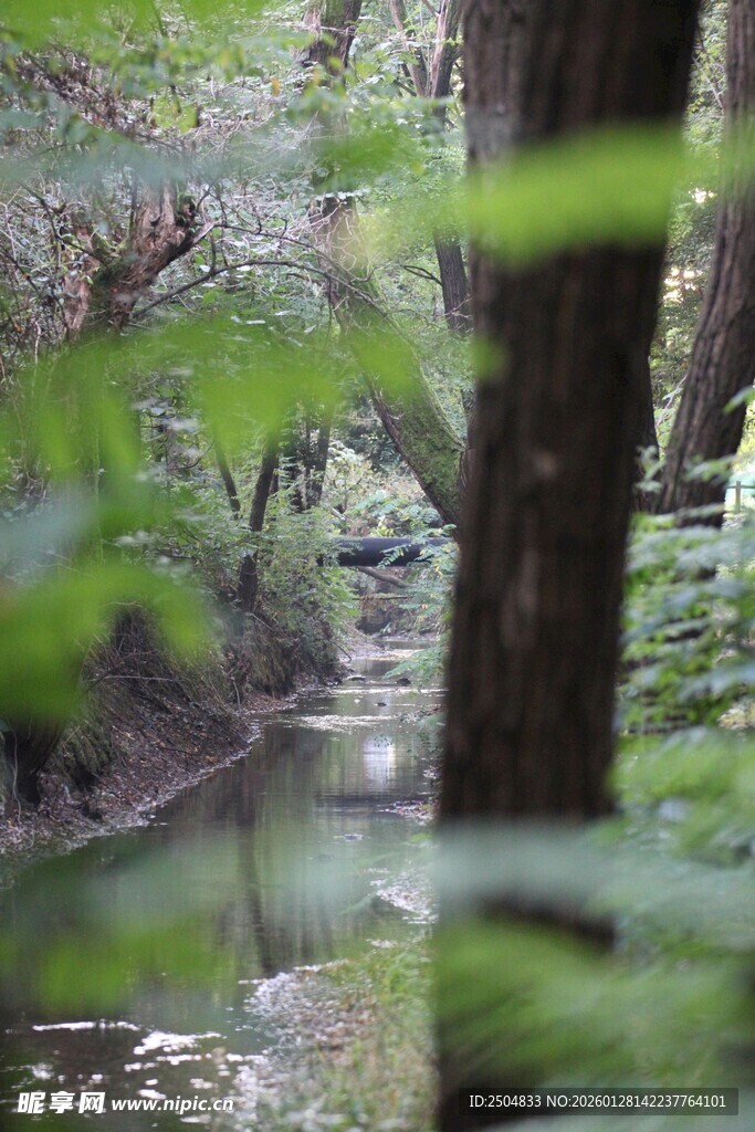 林间溪流 绿意盎然的景致