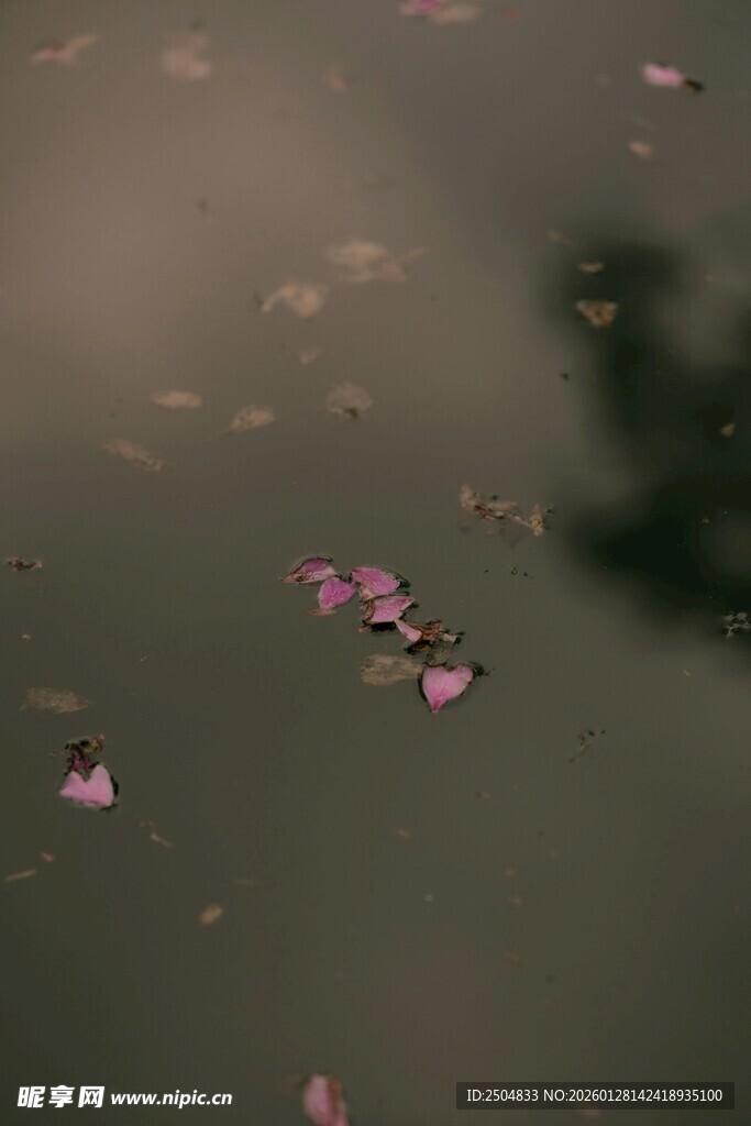 水面飘落的粉色花瓣