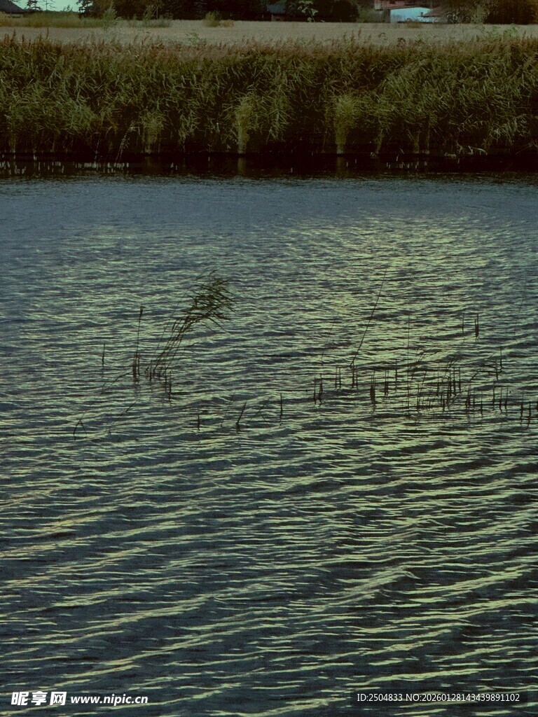 宁静湖面 水草轻摇