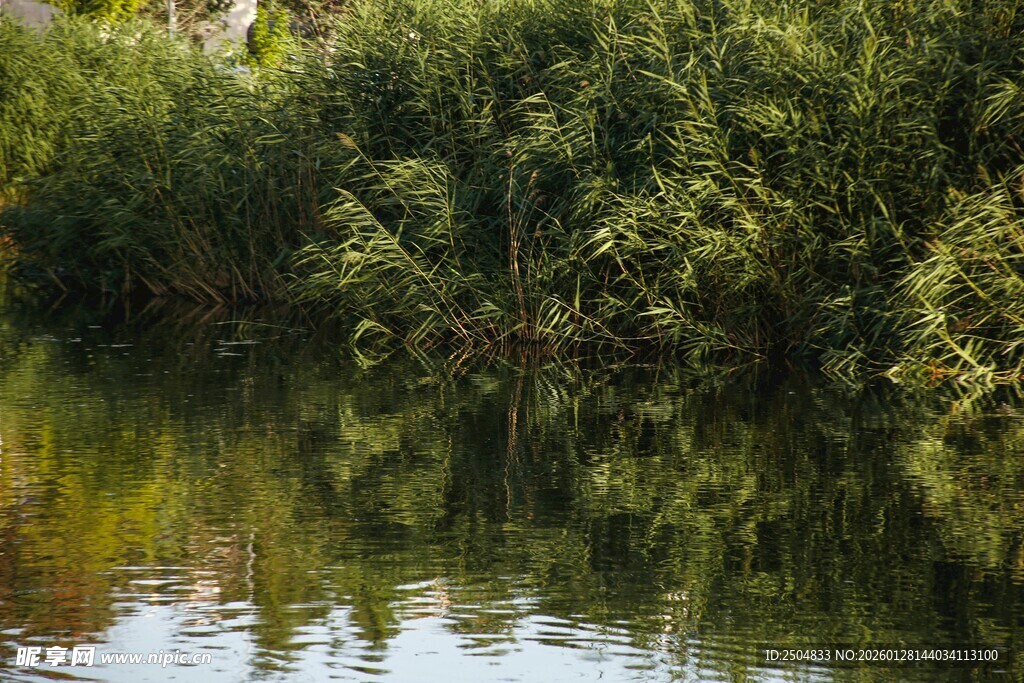 宁静河畔绿树倒影