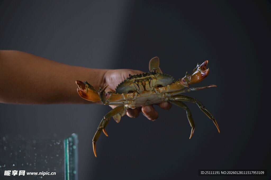 手持鲜活螃蟹特写
