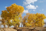 大美高台 金秋胡杨