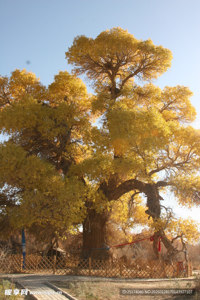 大美高台 金色胡杨