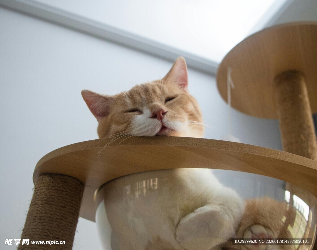 橘猫慵懒趴猫爬架