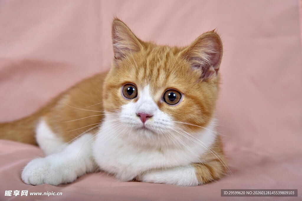 橘白猫咪可爱躺姿