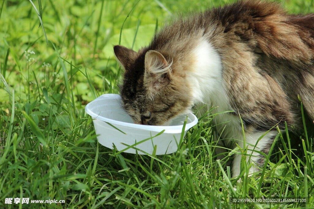 草地上猫咪低头进食