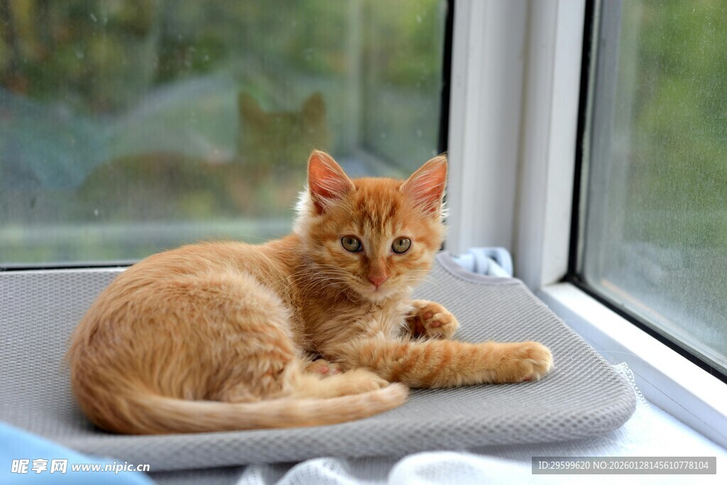 窗边橘猫惬意休憩