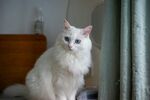 窗边的白色猫咪