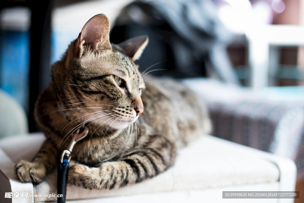 条纹猫咪悠闲趴坐