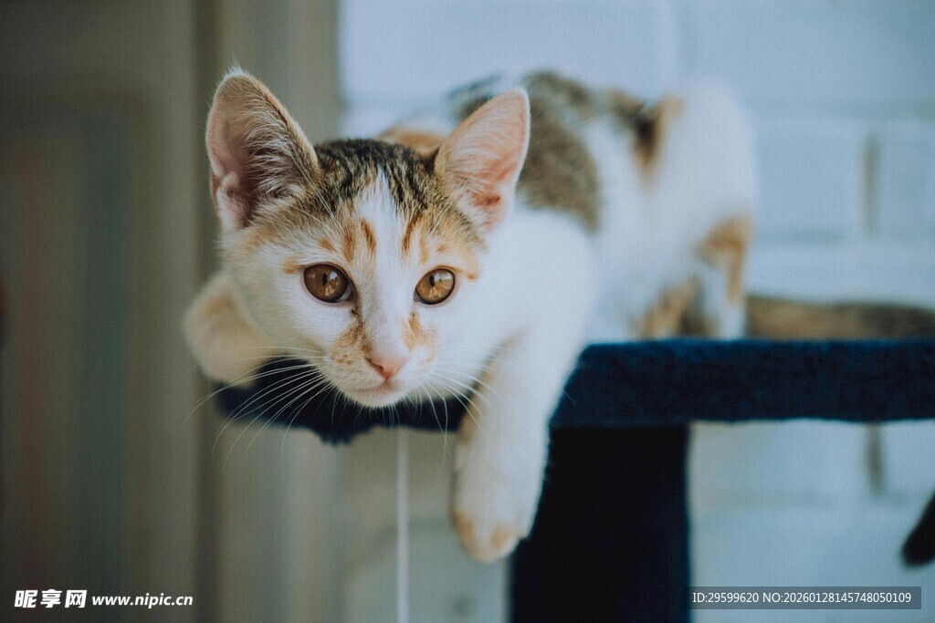 可爱猫咪趴在架子边缘