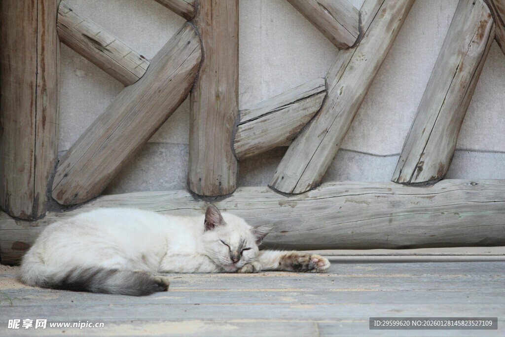 石墙下酣睡的小白猫