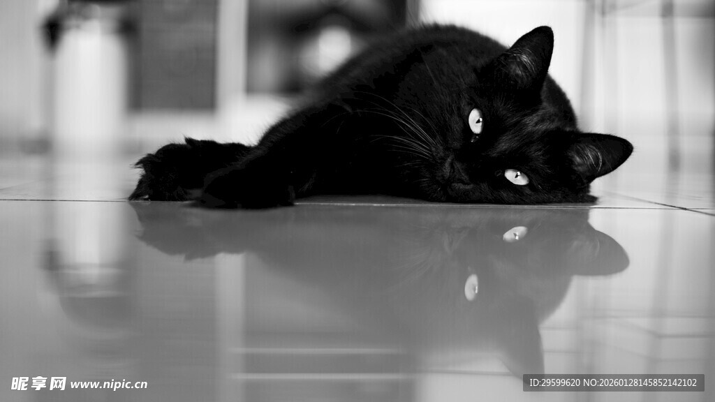 黑猫趴地显慵懒