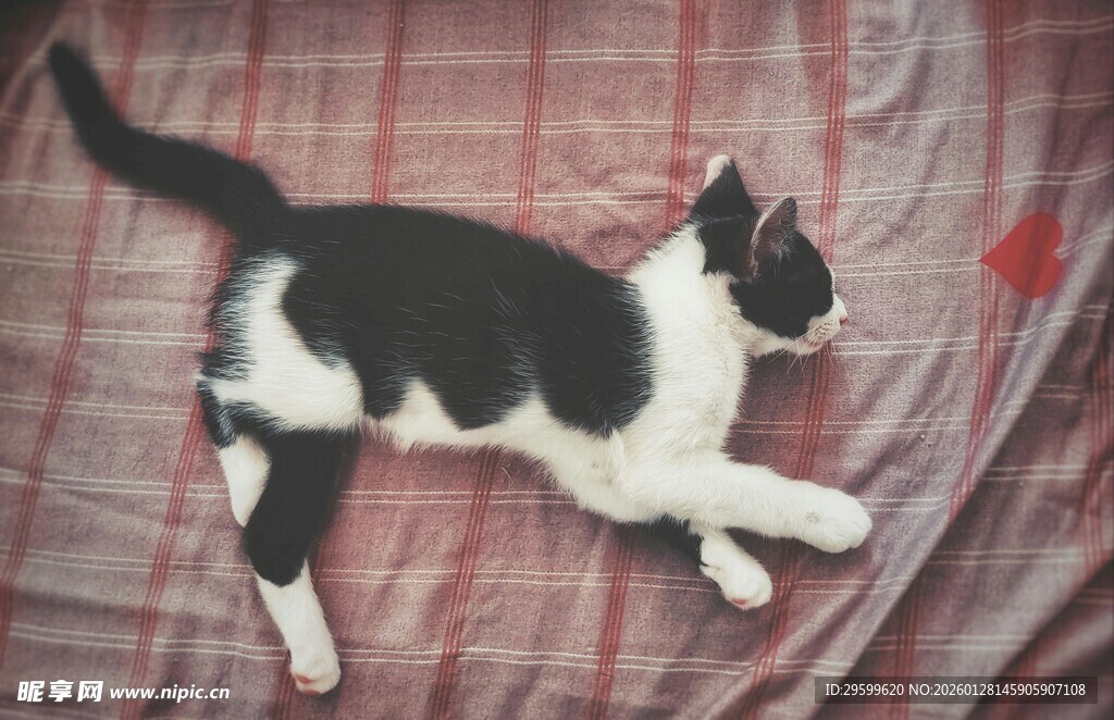 黑白猫咪惬意躺卧
