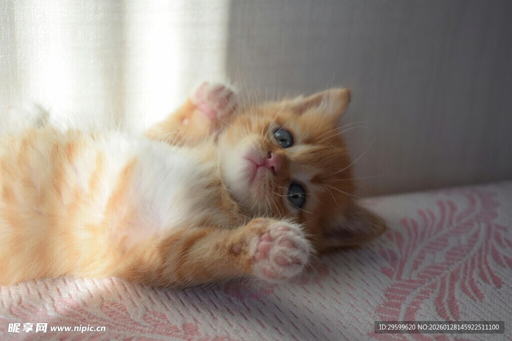 橘猫惬意躺卧姿态可爱