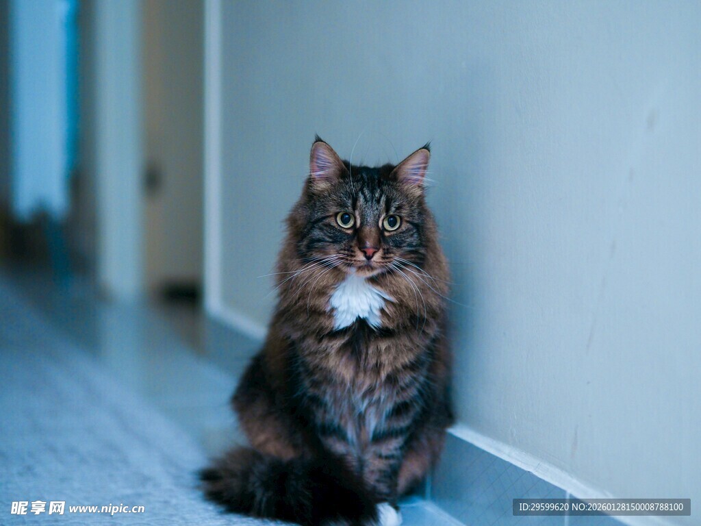 靠墙蹲坐的长毛猫咪