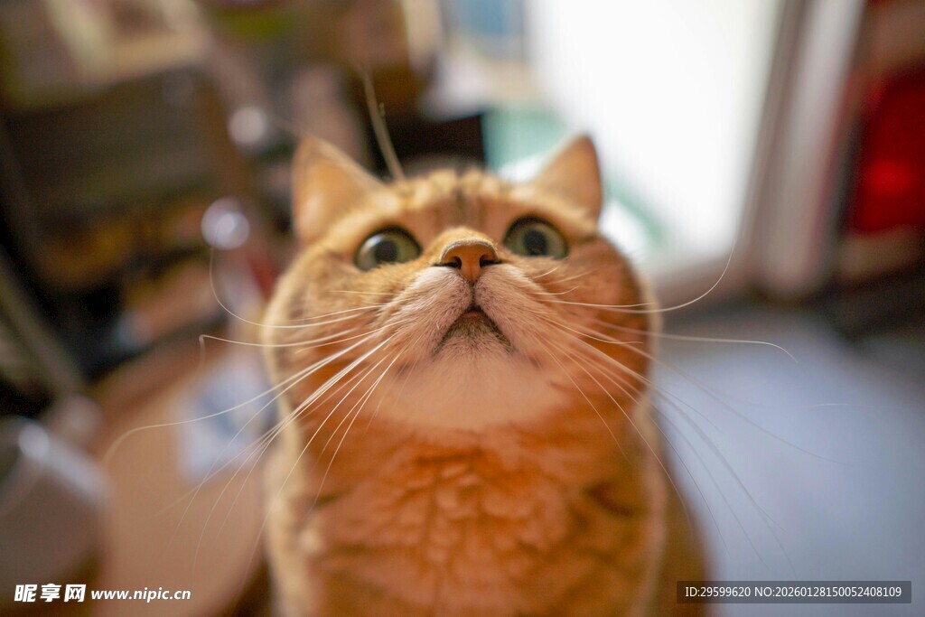 仰头猫咪的好奇瞬间