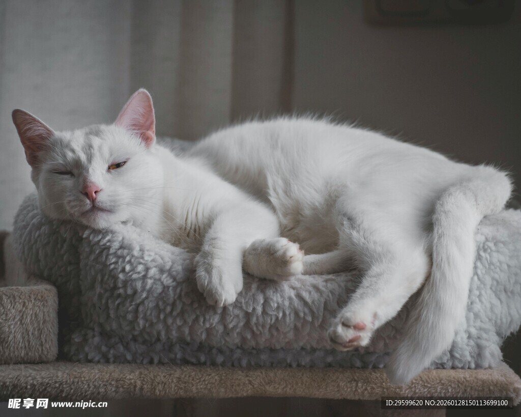 慵懒白猫惬意躺猫窝