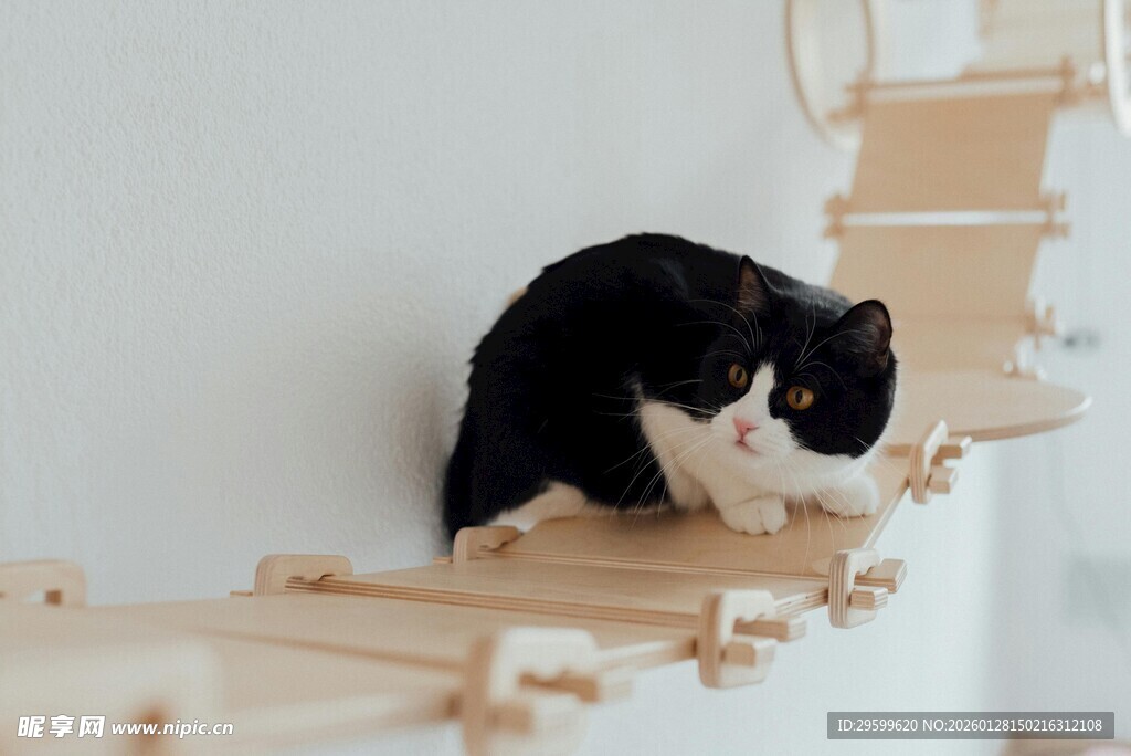 黑白猫咪在木质结构上探索