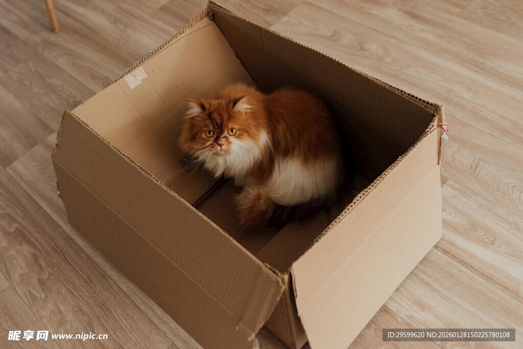 纸箱里的可爱猫咪