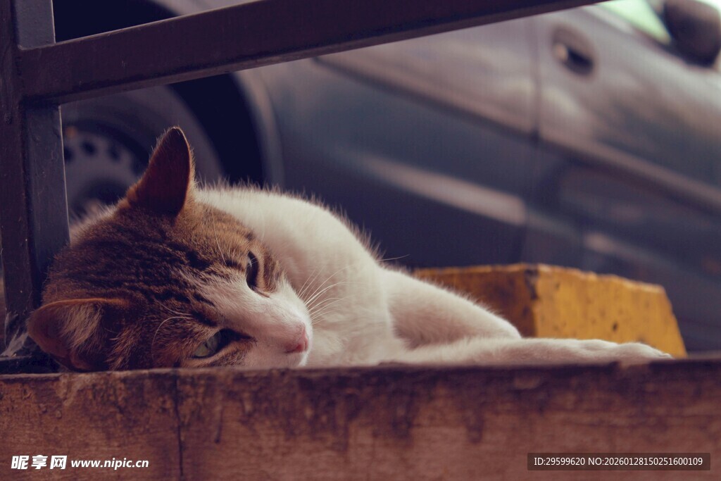慵懒猫咪惬意休憩