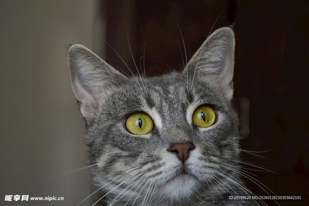 灰纹猫咪的好奇凝视