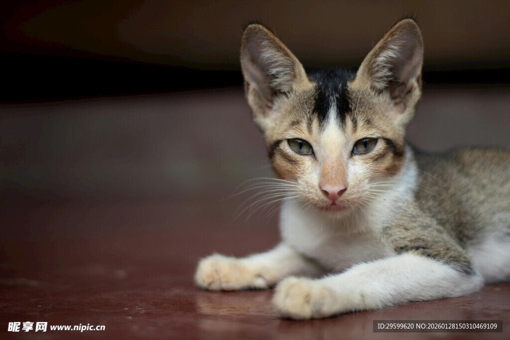 可爱小猫趴地凝视镜头