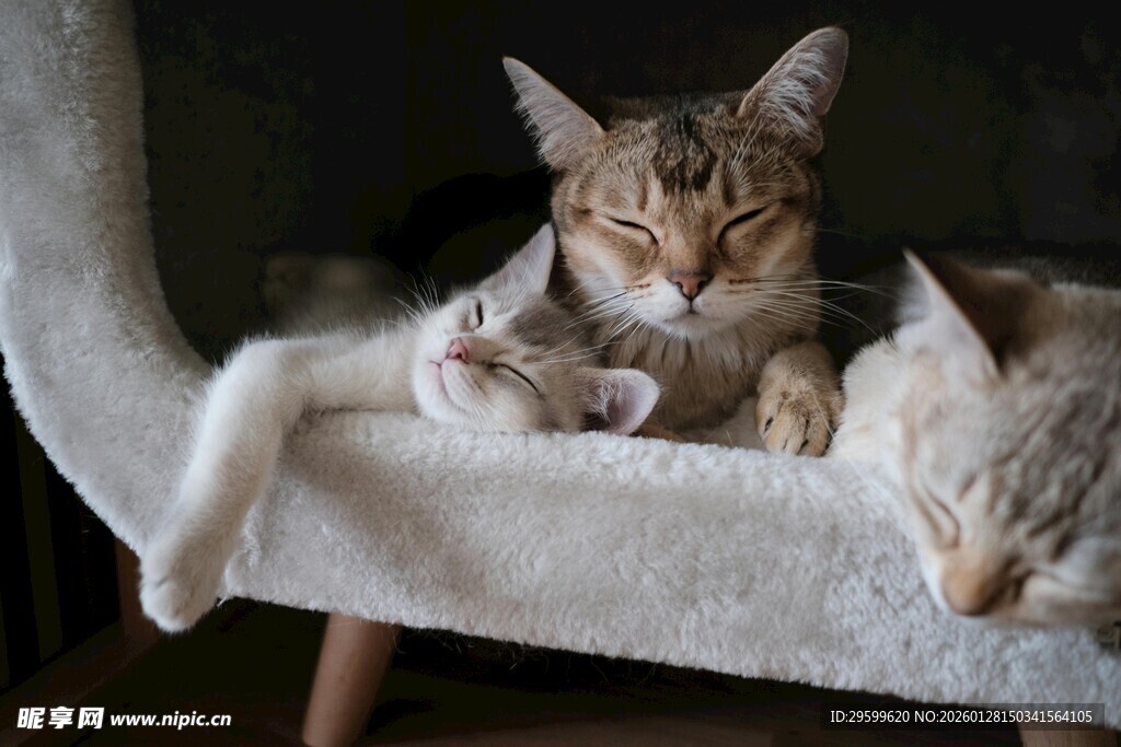 慵懒猫咪惬意躺卧