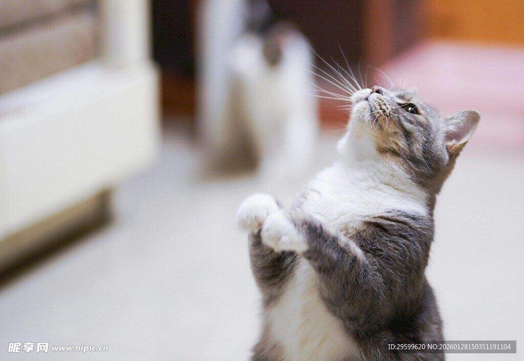 猫咪站立仰头好奇张望