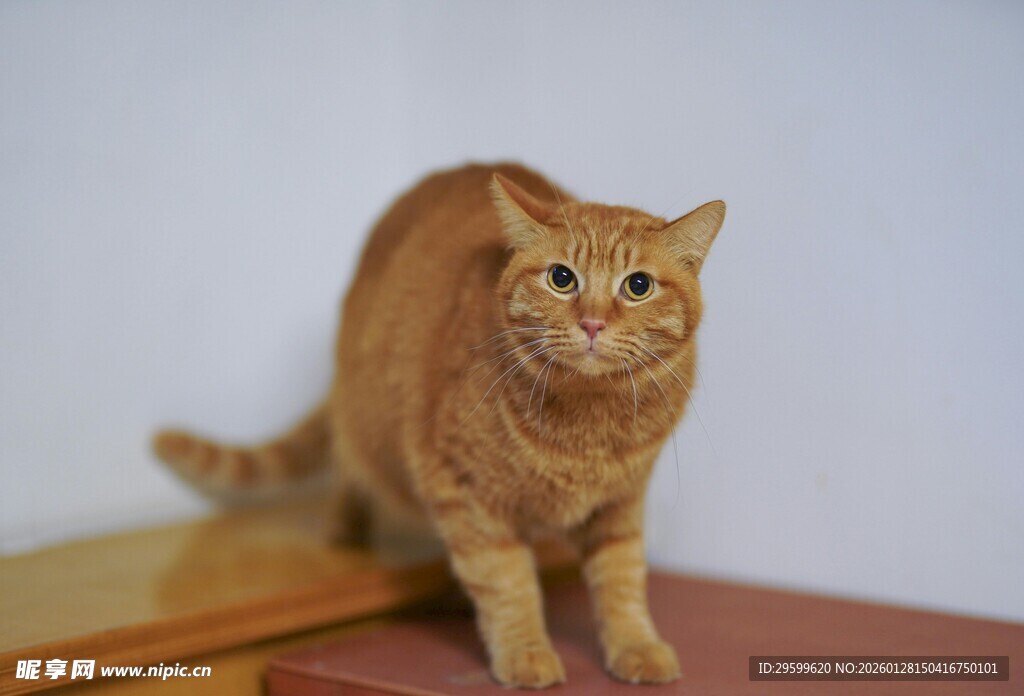 橘猫站立好奇张望