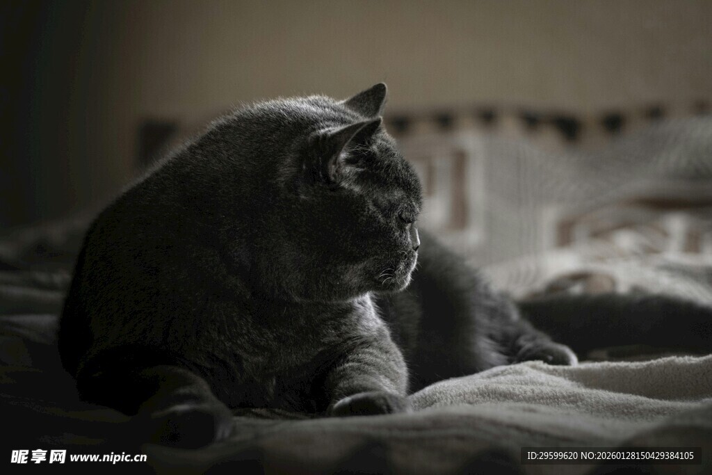 床上的慵懒猫咪