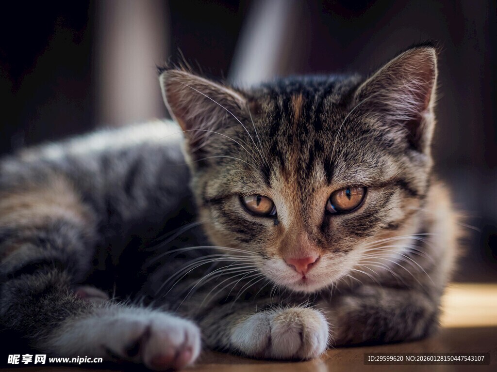 慵懒小猫趴卧在木台上