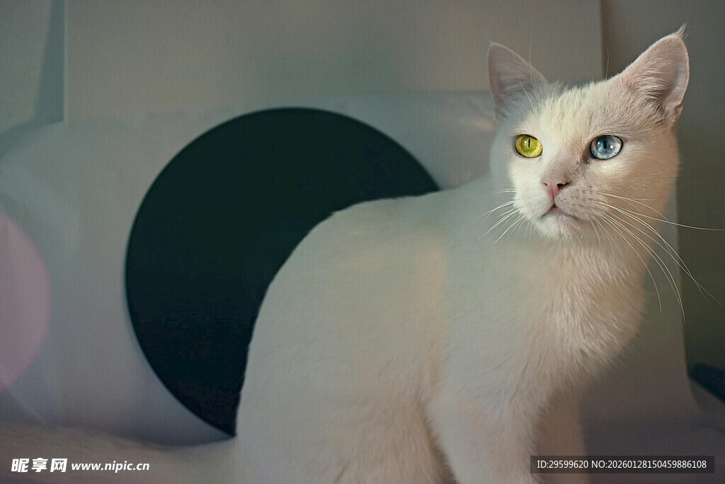 白色猫咪优雅姿态特写