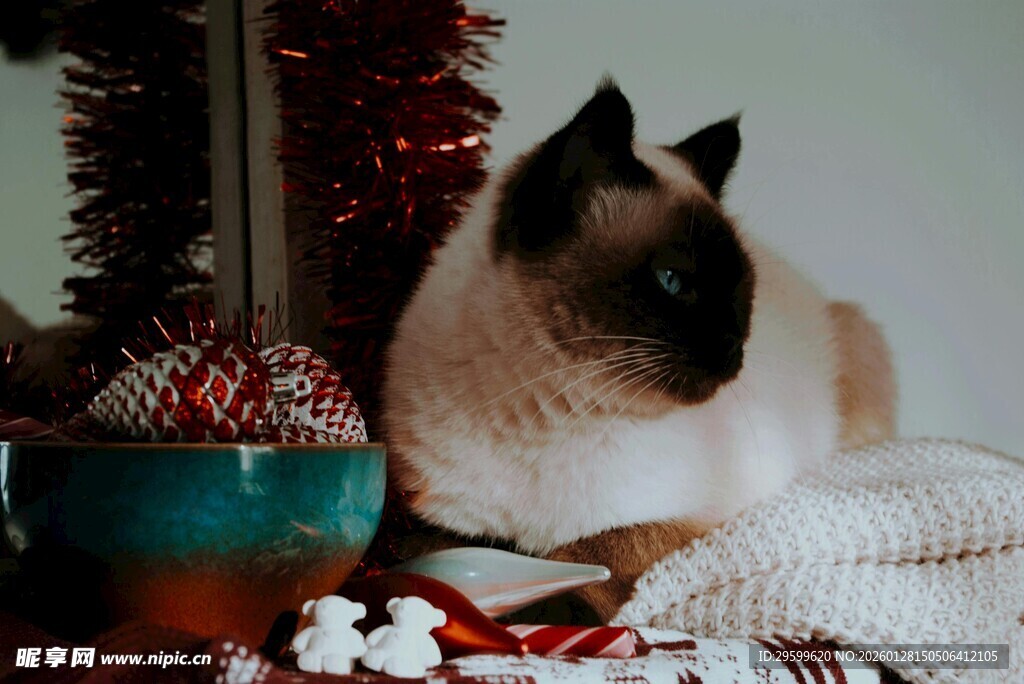 圣诞氛围中的可爱暹罗猫