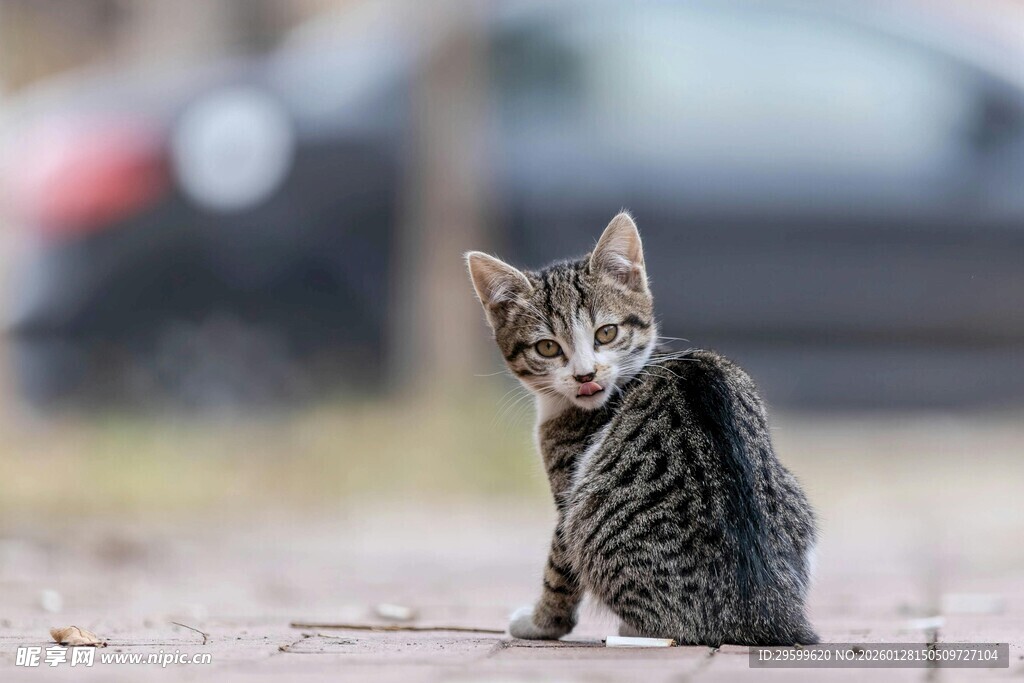 可爱小猫扭头好奇张望