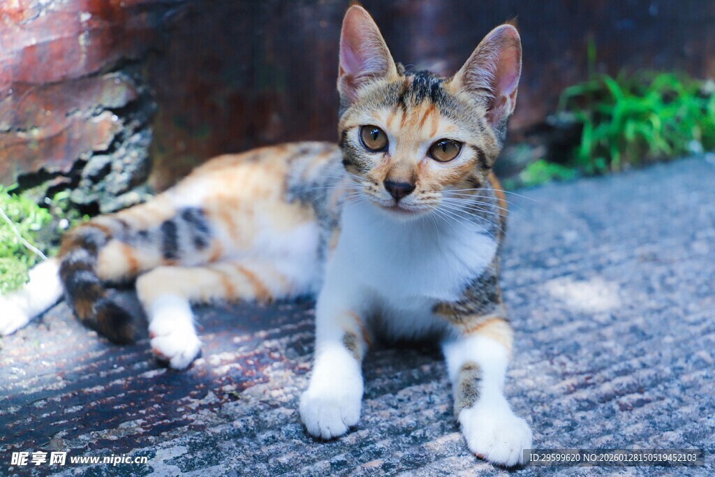 可爱小猫趴地休憩