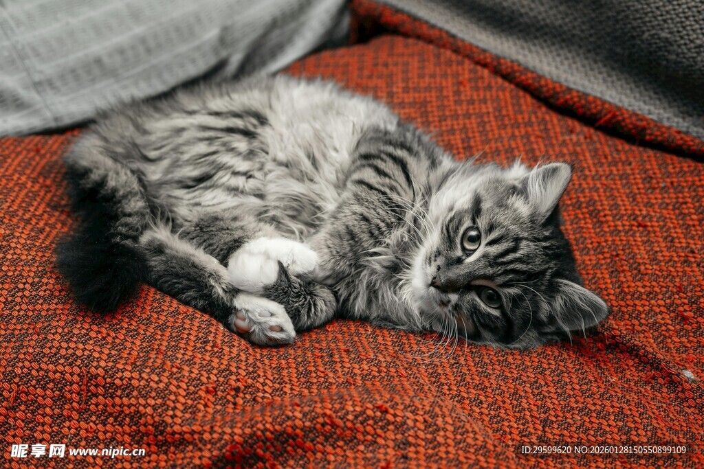 蜷睡的可爱小猫咪