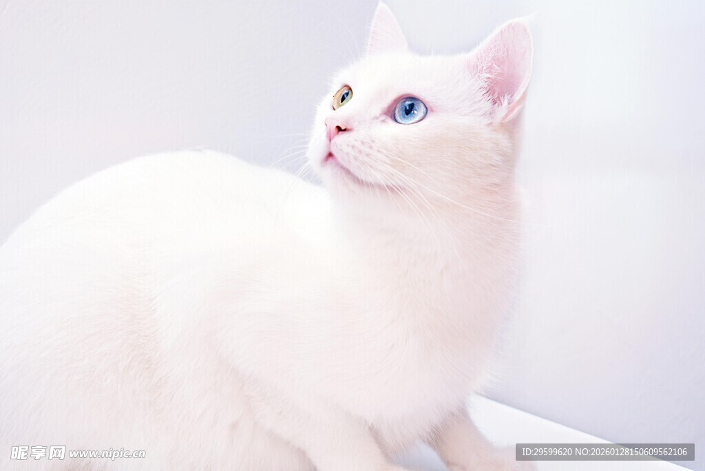 纯白猫咪转头优雅瞬间