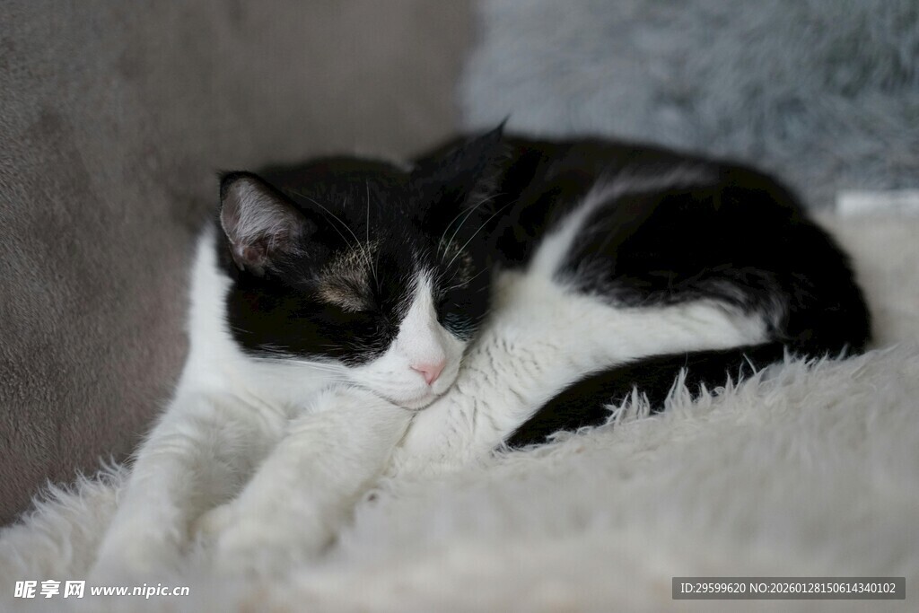 黑白猫咪慵懒躺卧