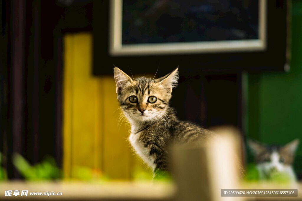 室内可爱猫咪特写