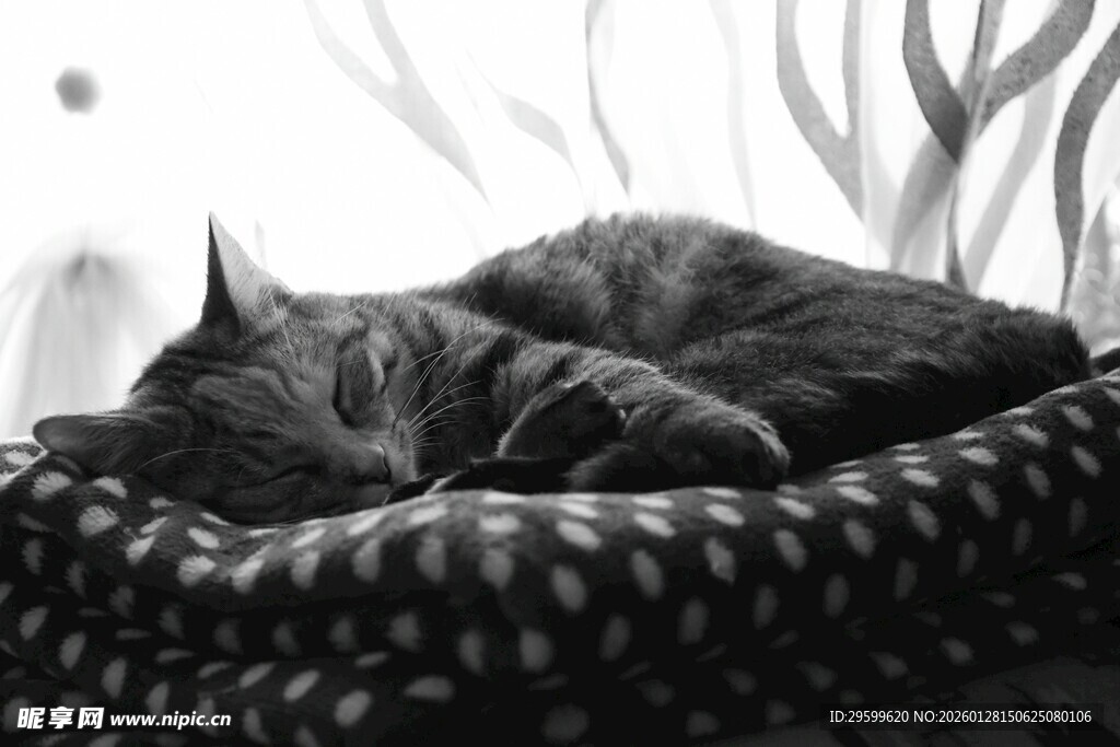 猫咪在窝中惬意安睡