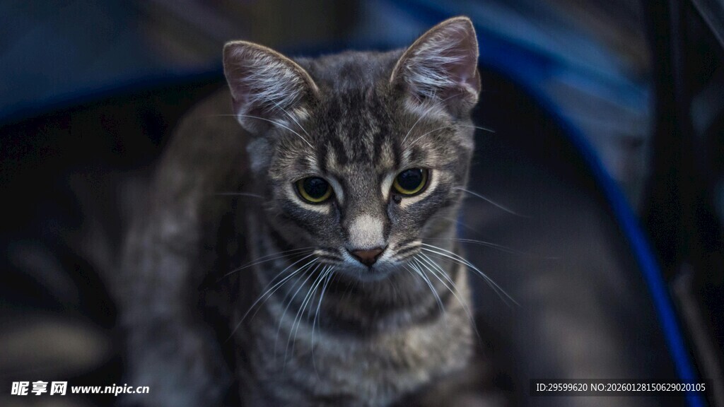 可爱灰猫凝视镜头