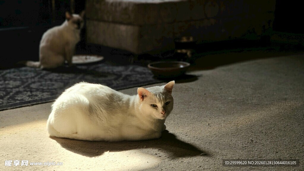 夜晚中休憩的两只猫咪