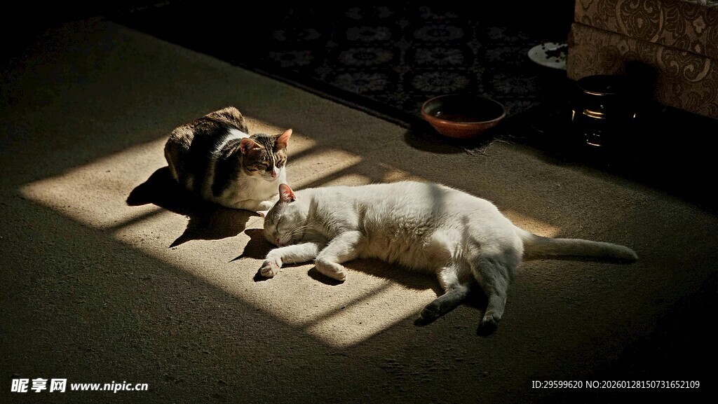 两只猫咪惬意趴在地垫上