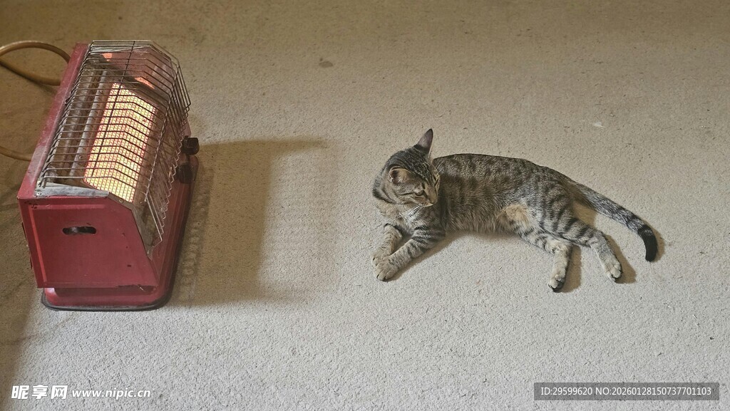 小猫好奇打量红色物件