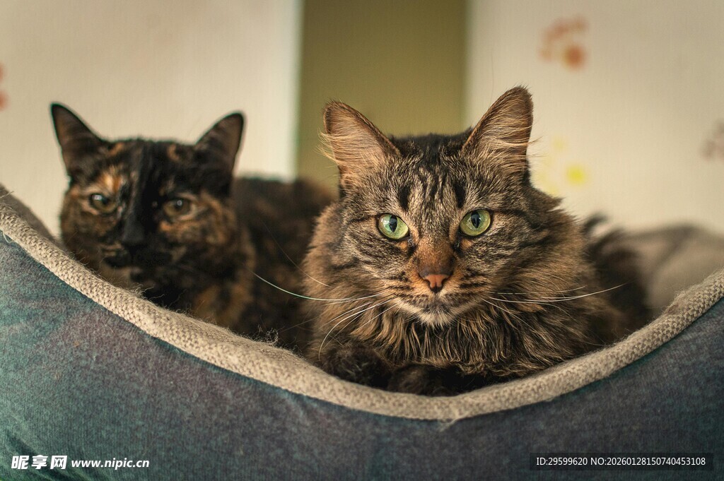 两只萌猫惬意躺猫窝