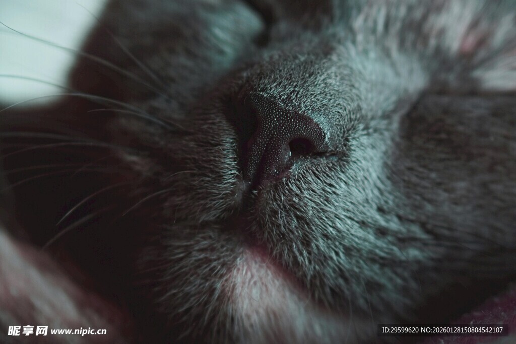 猫咪的可爱鼻子特写