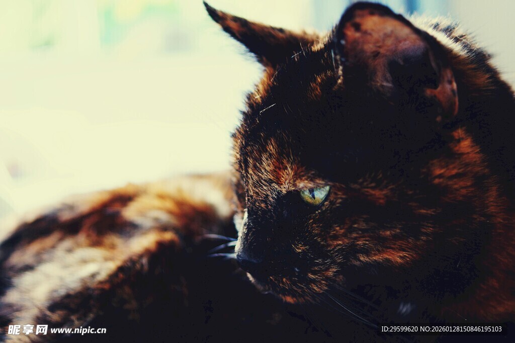 慵懒猫咪侧颜特写