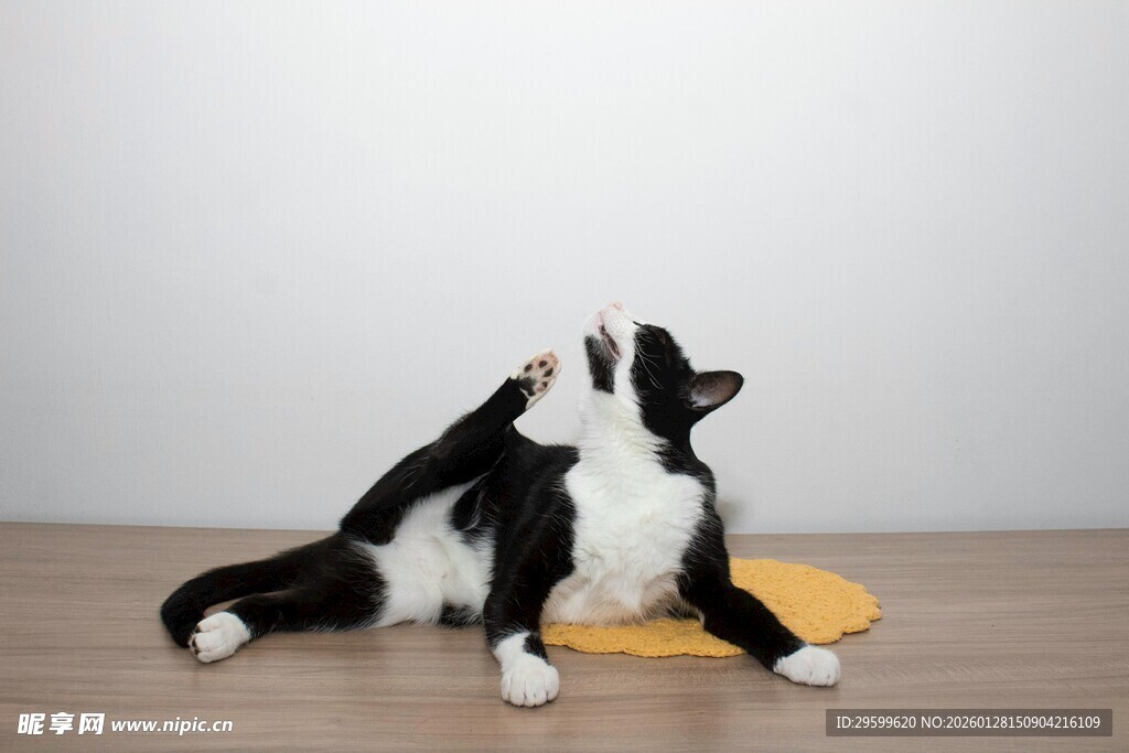 黑白猫咪惬意躺卧