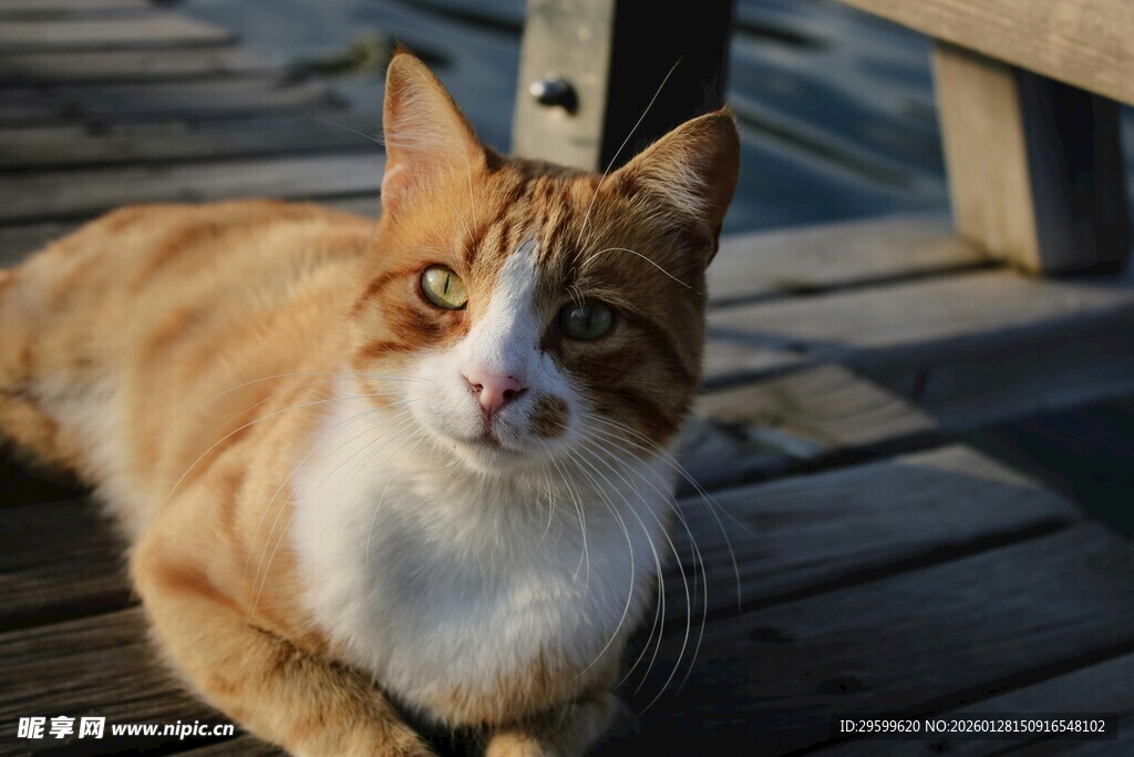 橘白猫咪惬意趴木板