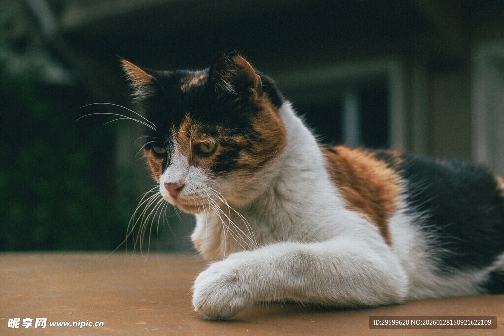 三色猫咪趴于木桌
